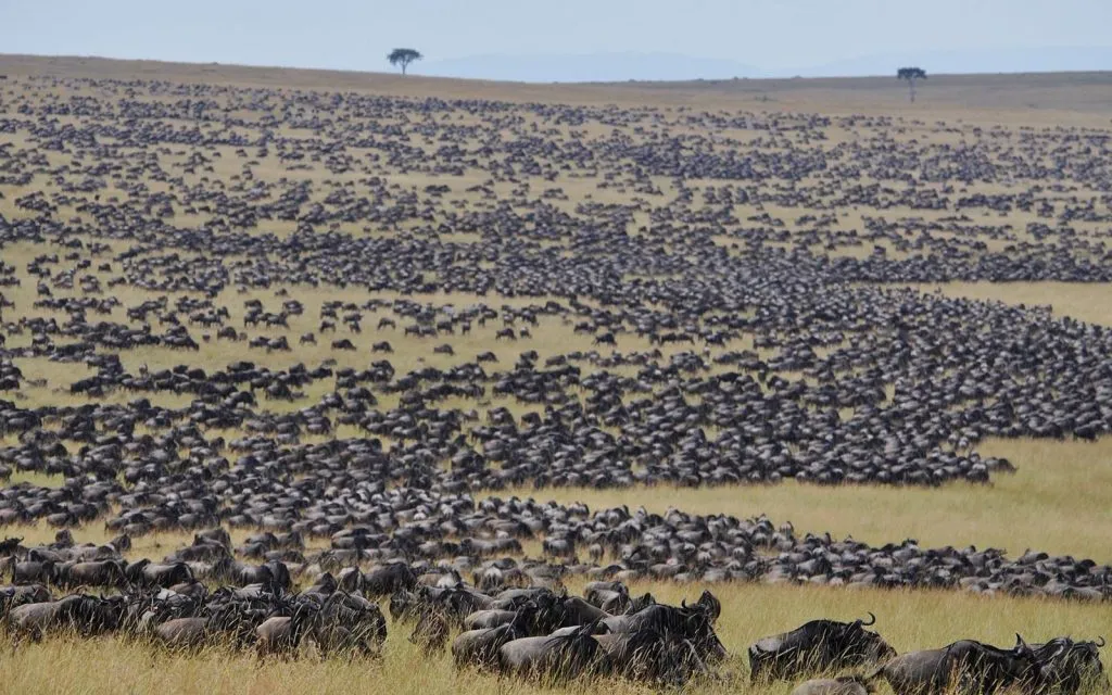 the great migration Africa - wildebeest