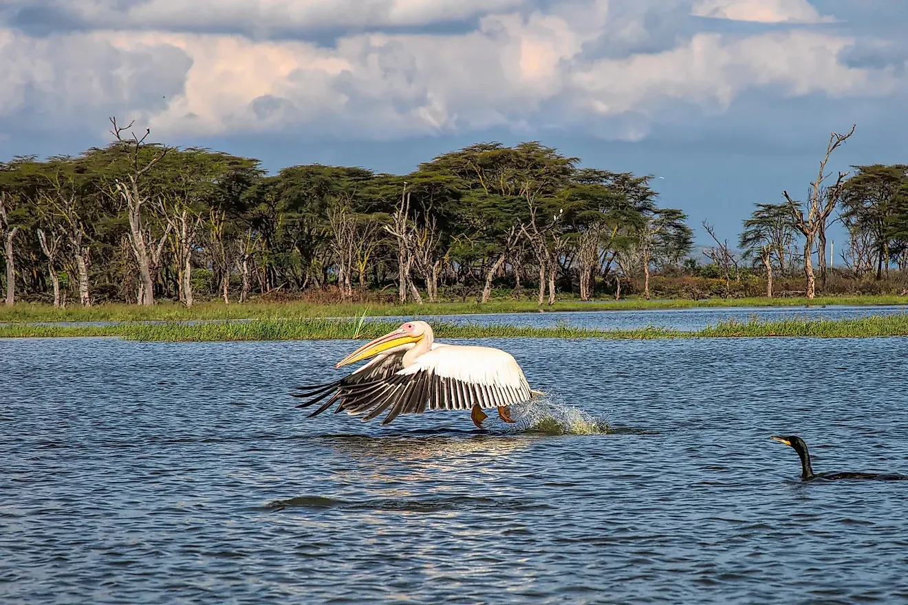 Lake Naivasha - pelican
