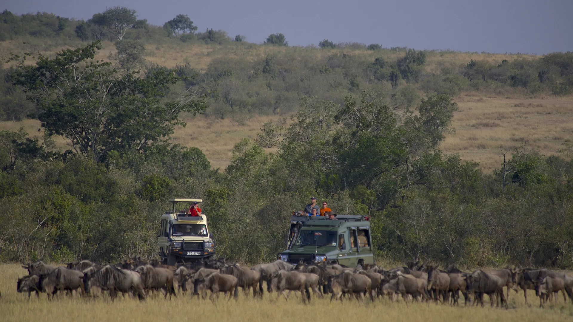 tour packages in Kenya - wildebeest
