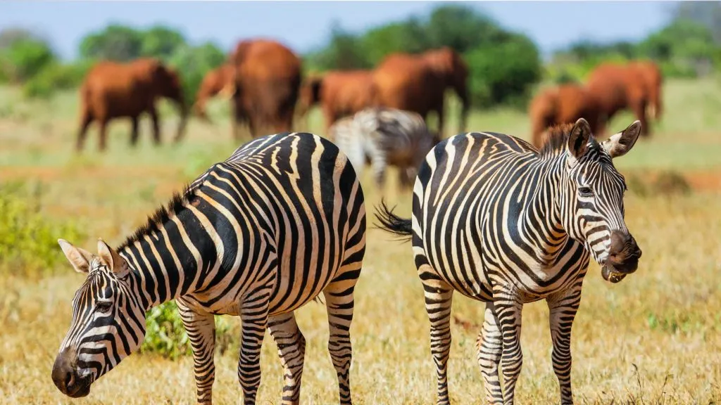 Kenya safari package - zebra