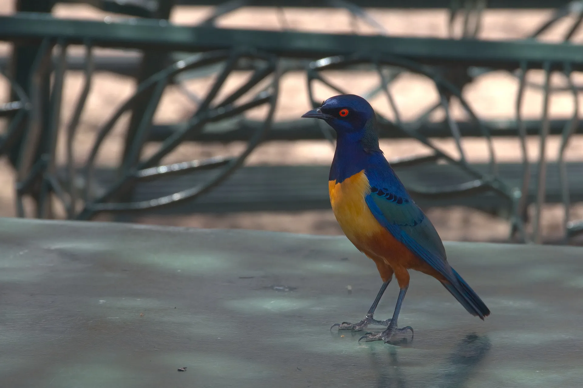 Bird watching at Manyara