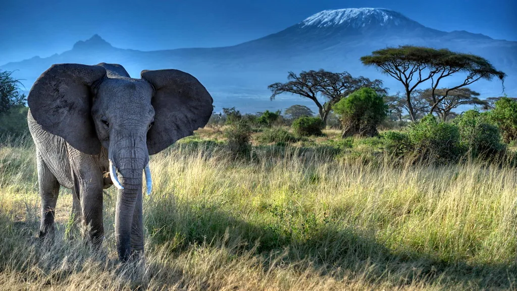 White elephant of Amboseli