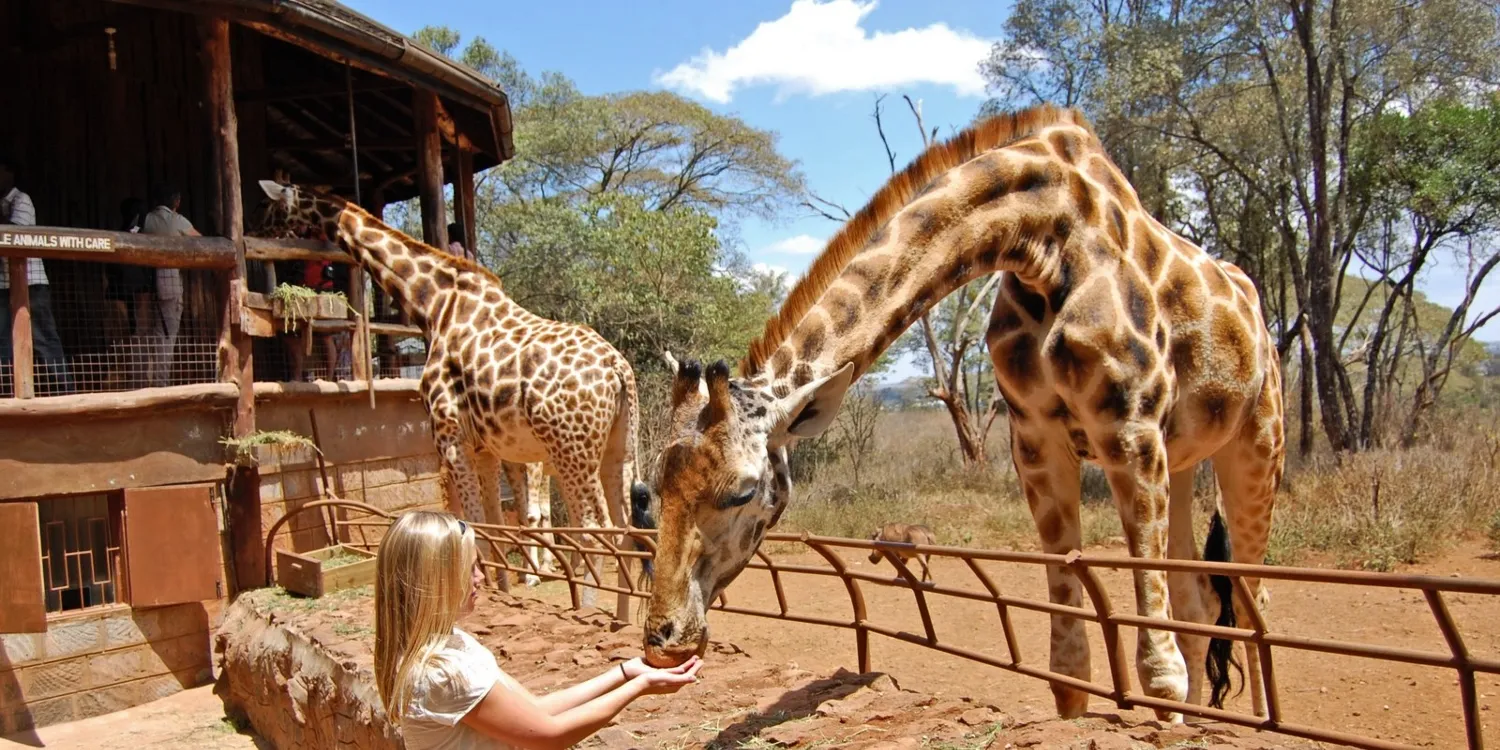 Giraffe center - safaris nairobi