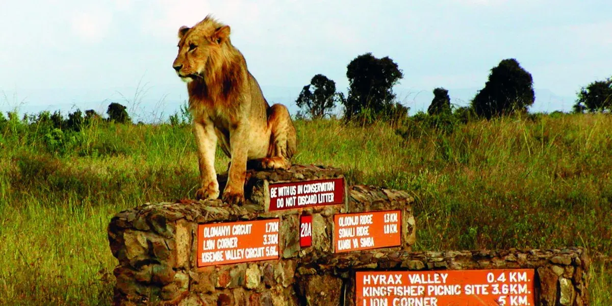 safaris to Kenya - lion