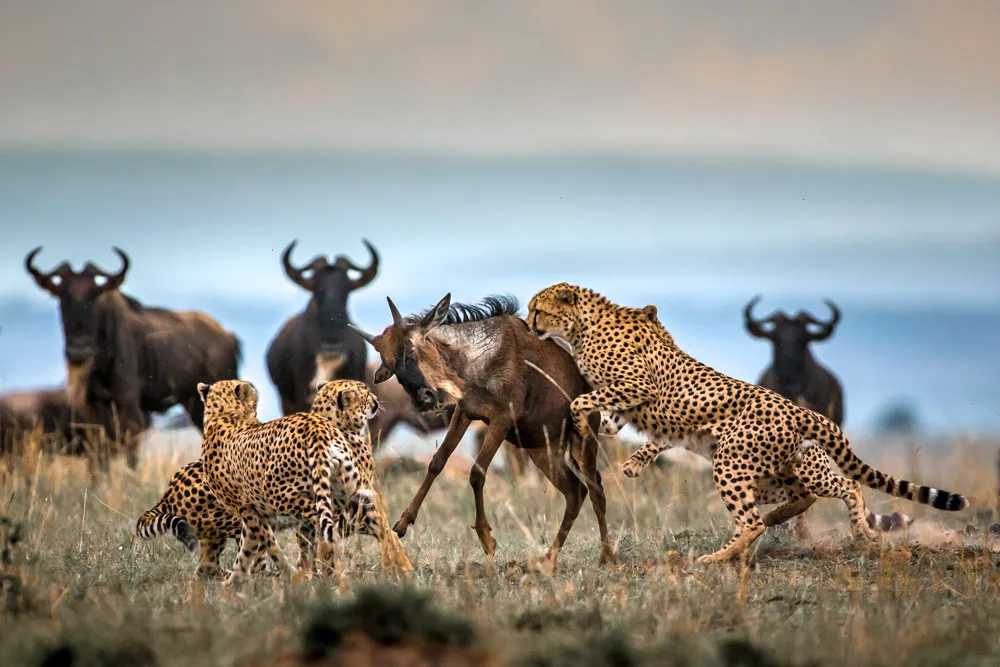 Great migration in africa -cheetah hung