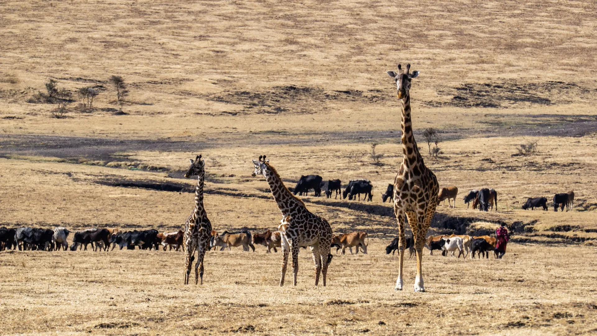 wildlife conservation - animal grazing