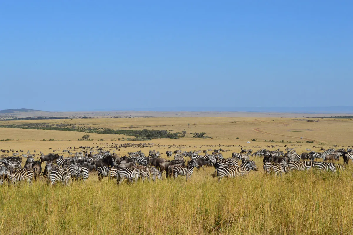 Zebras grazing in Kenya