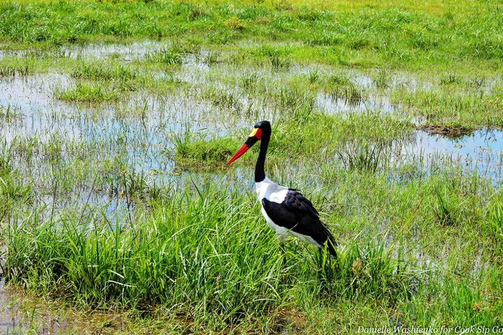 Bird of Kenya