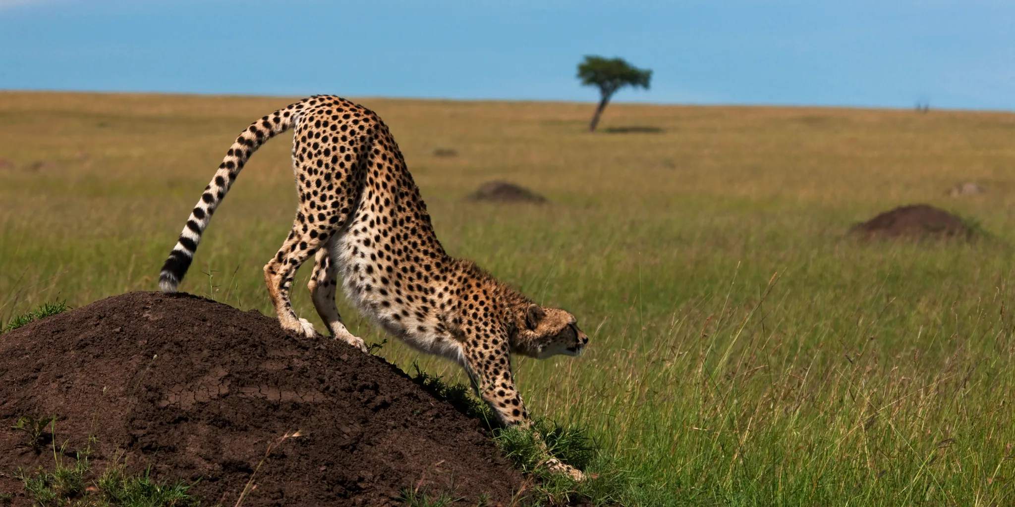 greater mara cheetah