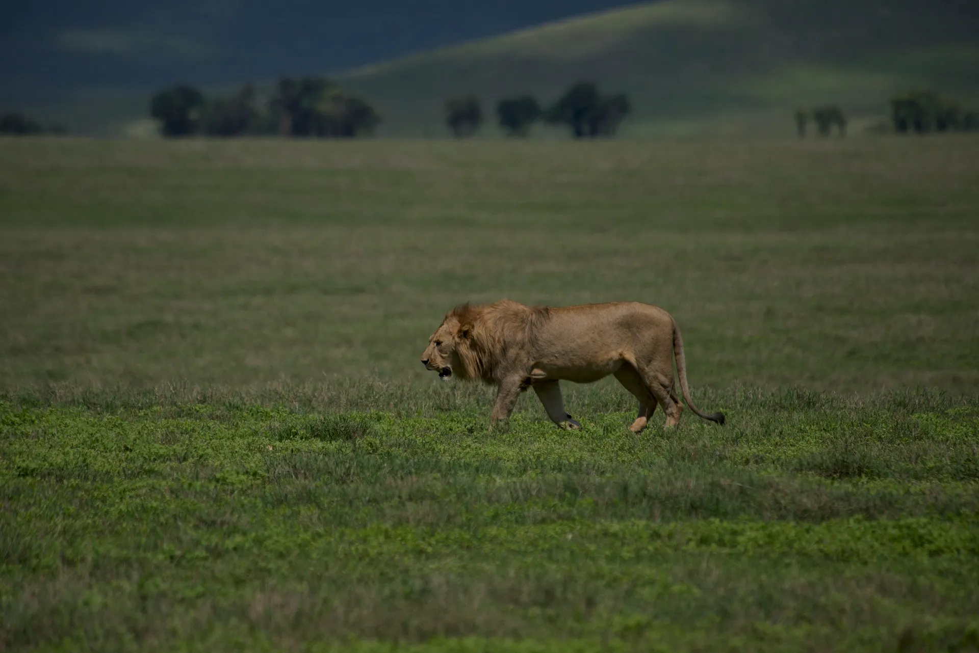 Lion at Ngorongoro crater