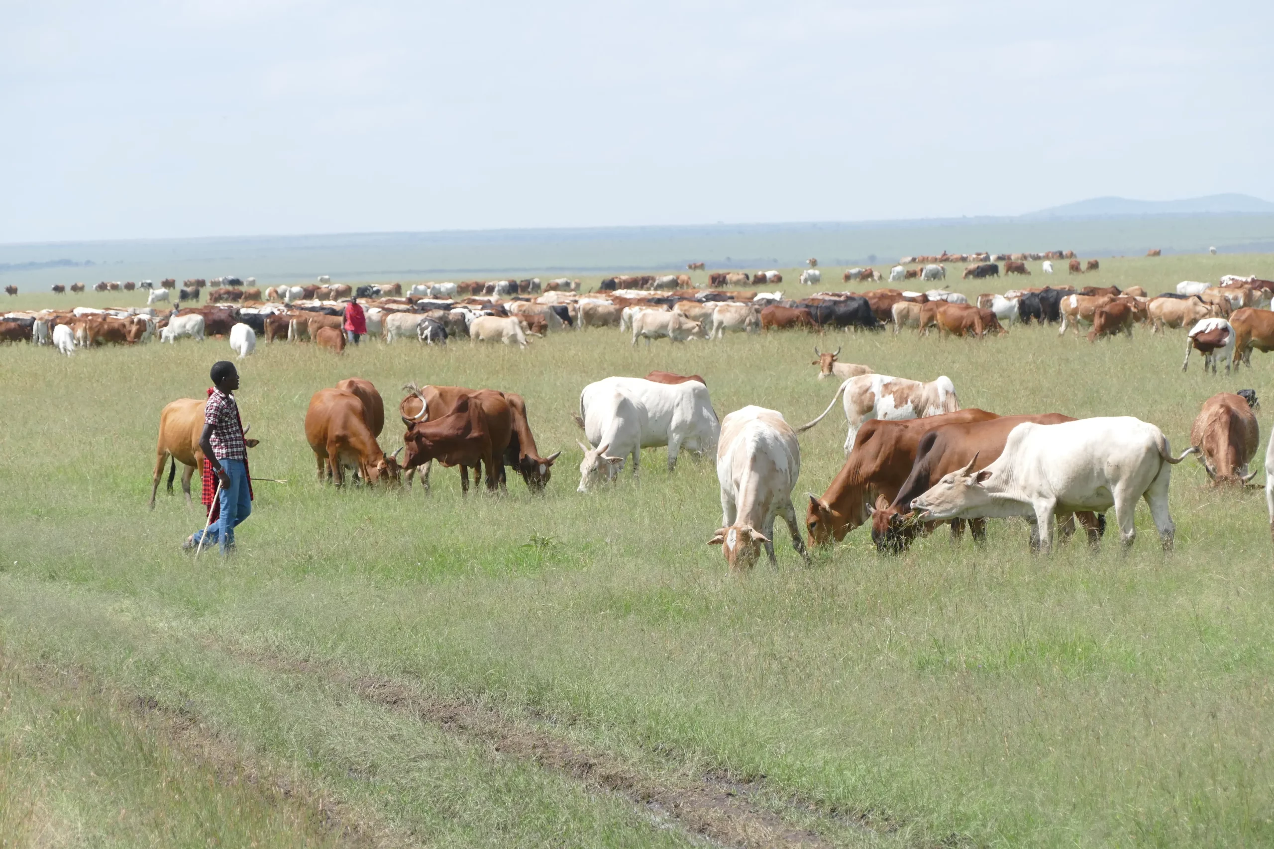 Cattles Grazing at Masai Mara