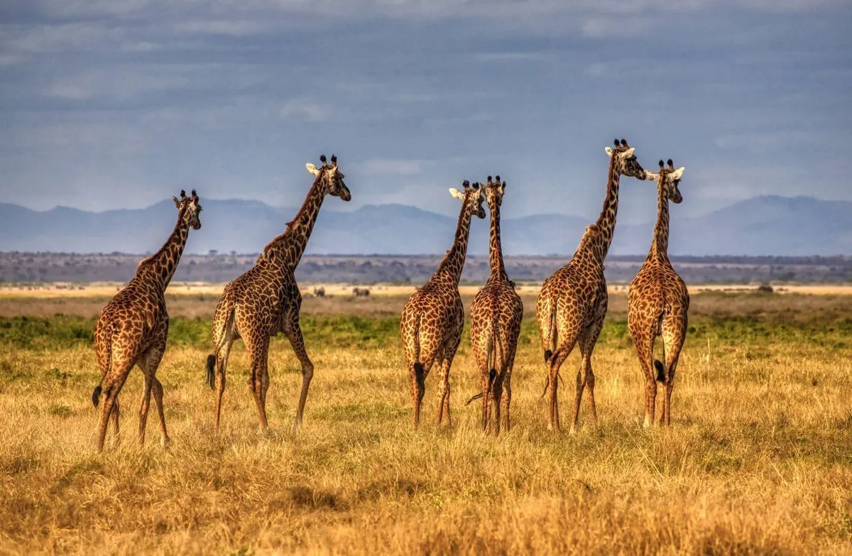 Giraffe in Kenya