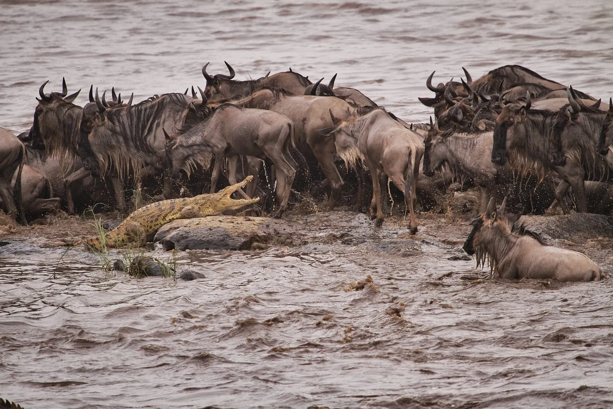 Great migration maasai mara - wildebeest & crocodiles
