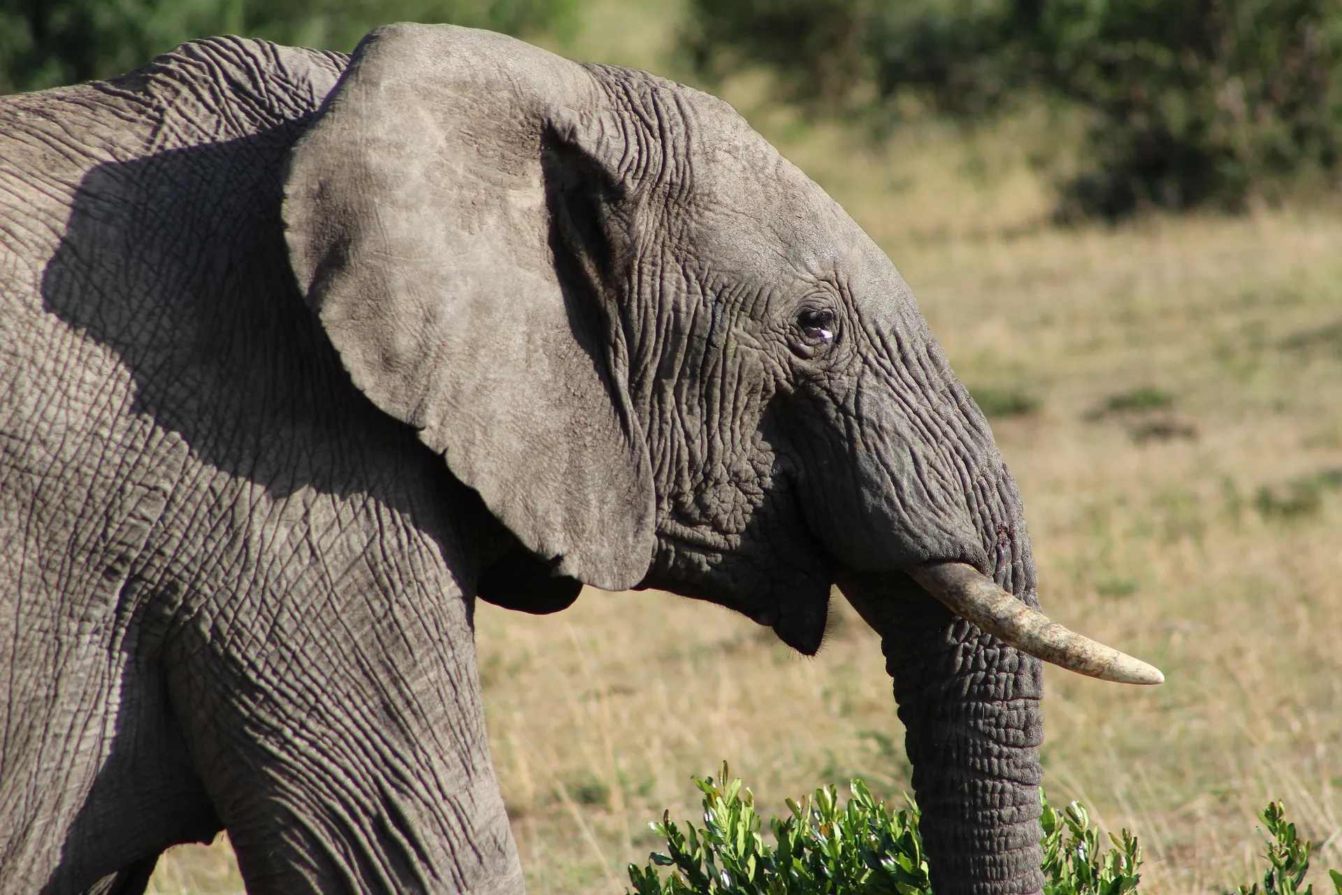 3 day Kenya safari - elephant