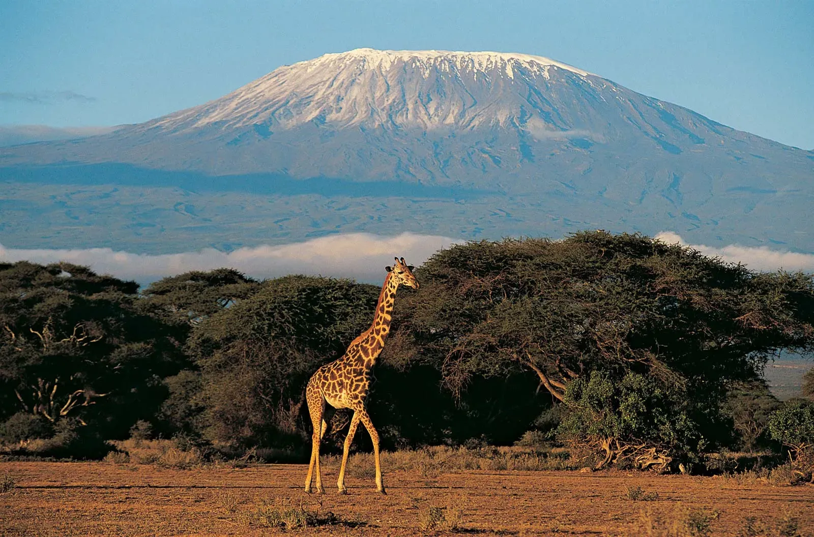 Safaris from Nairobi - giraffe