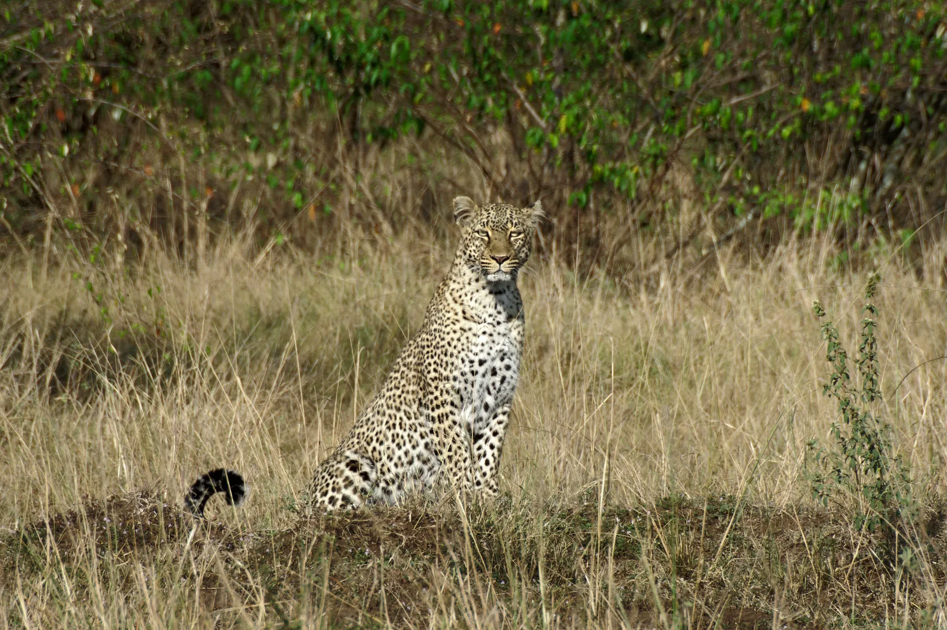 Leopard - 3 days safari
