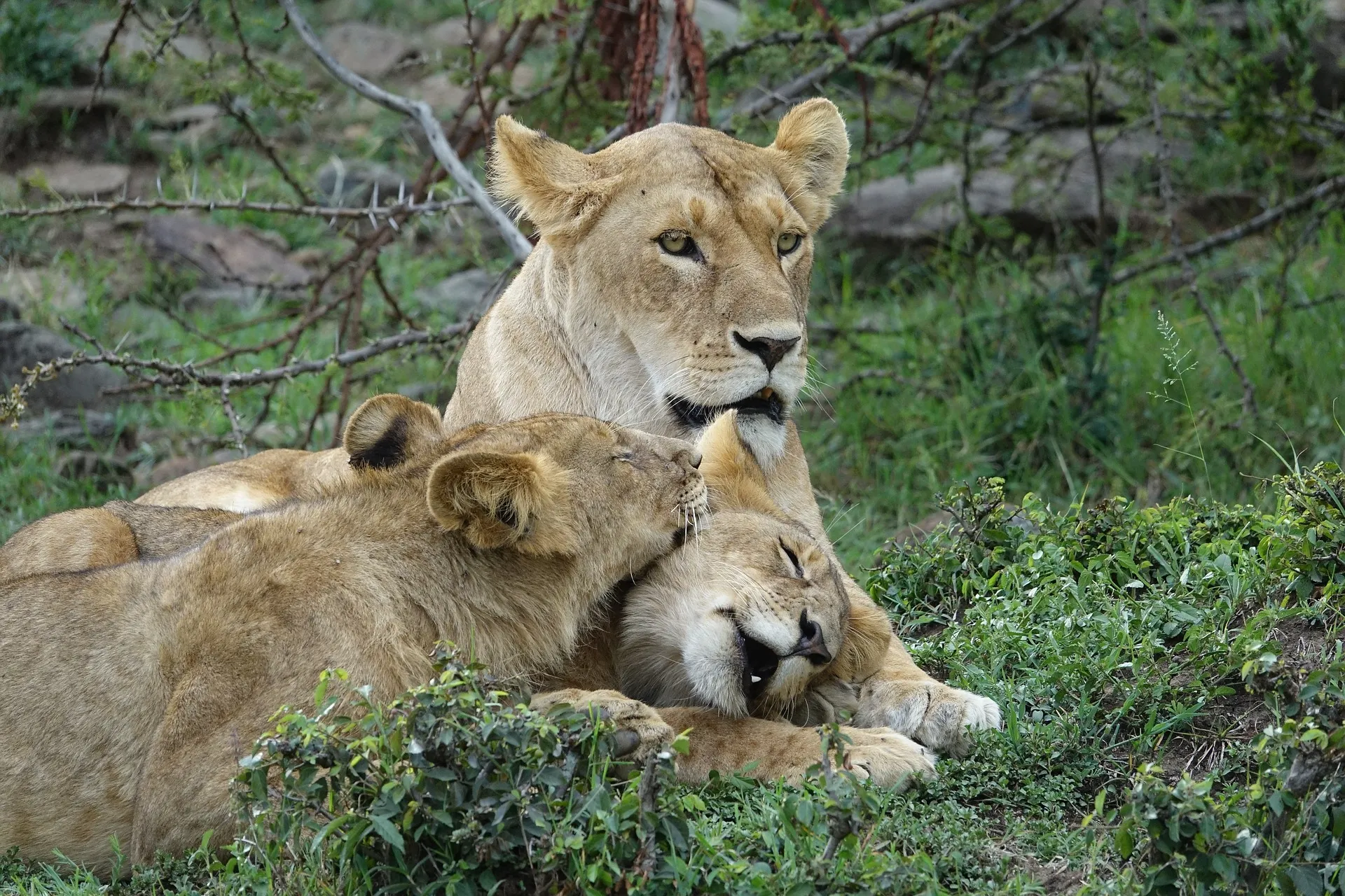Lion at Kenya