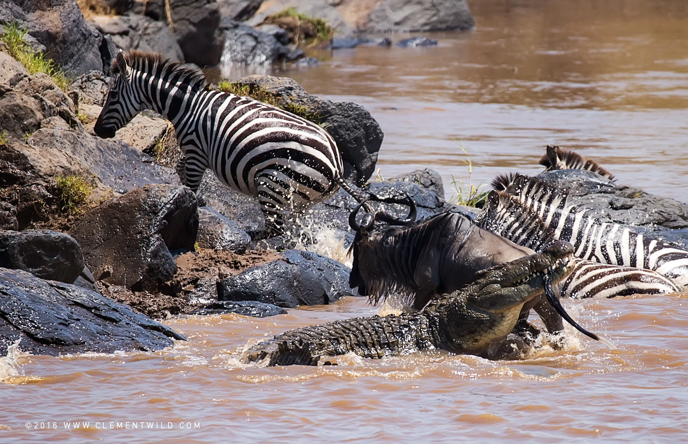 Great migration masai mara - wildebeest & zebra