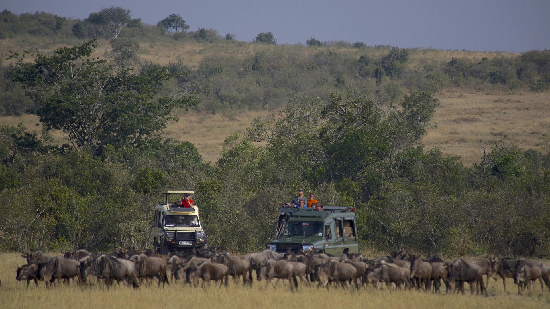 Kenya safari tours - wildebeest migration