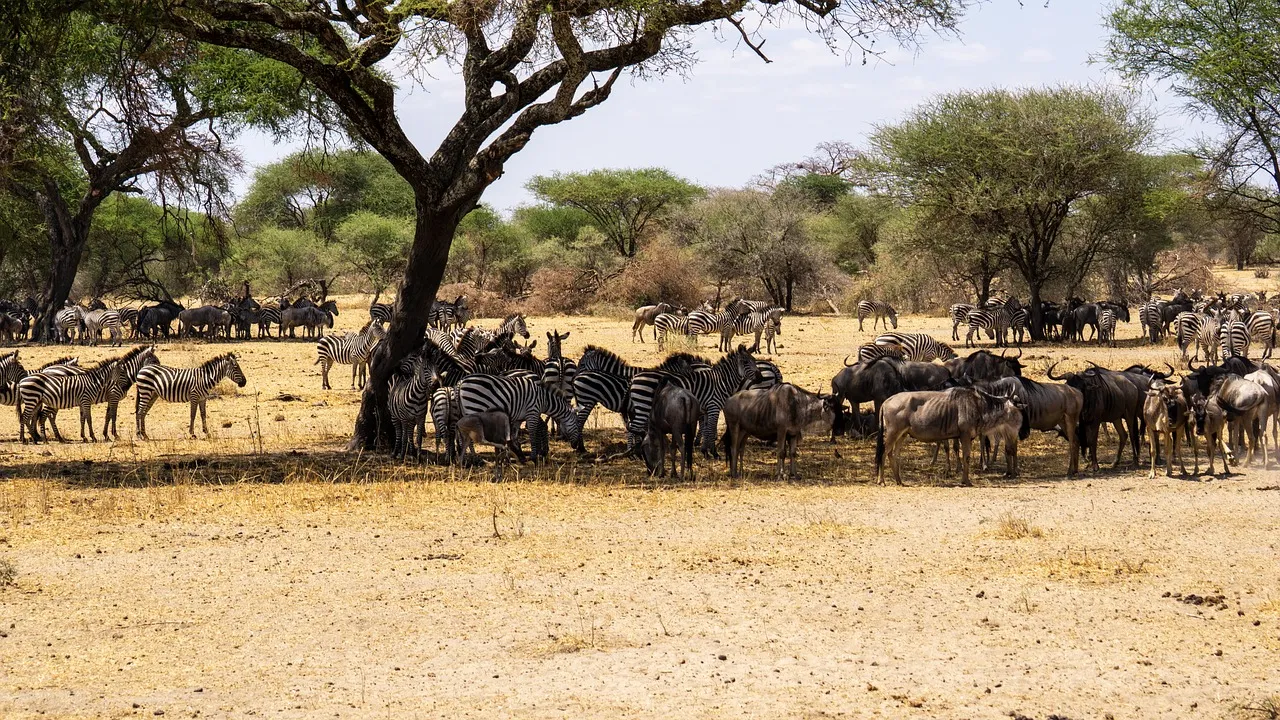 Great Migration Kenya