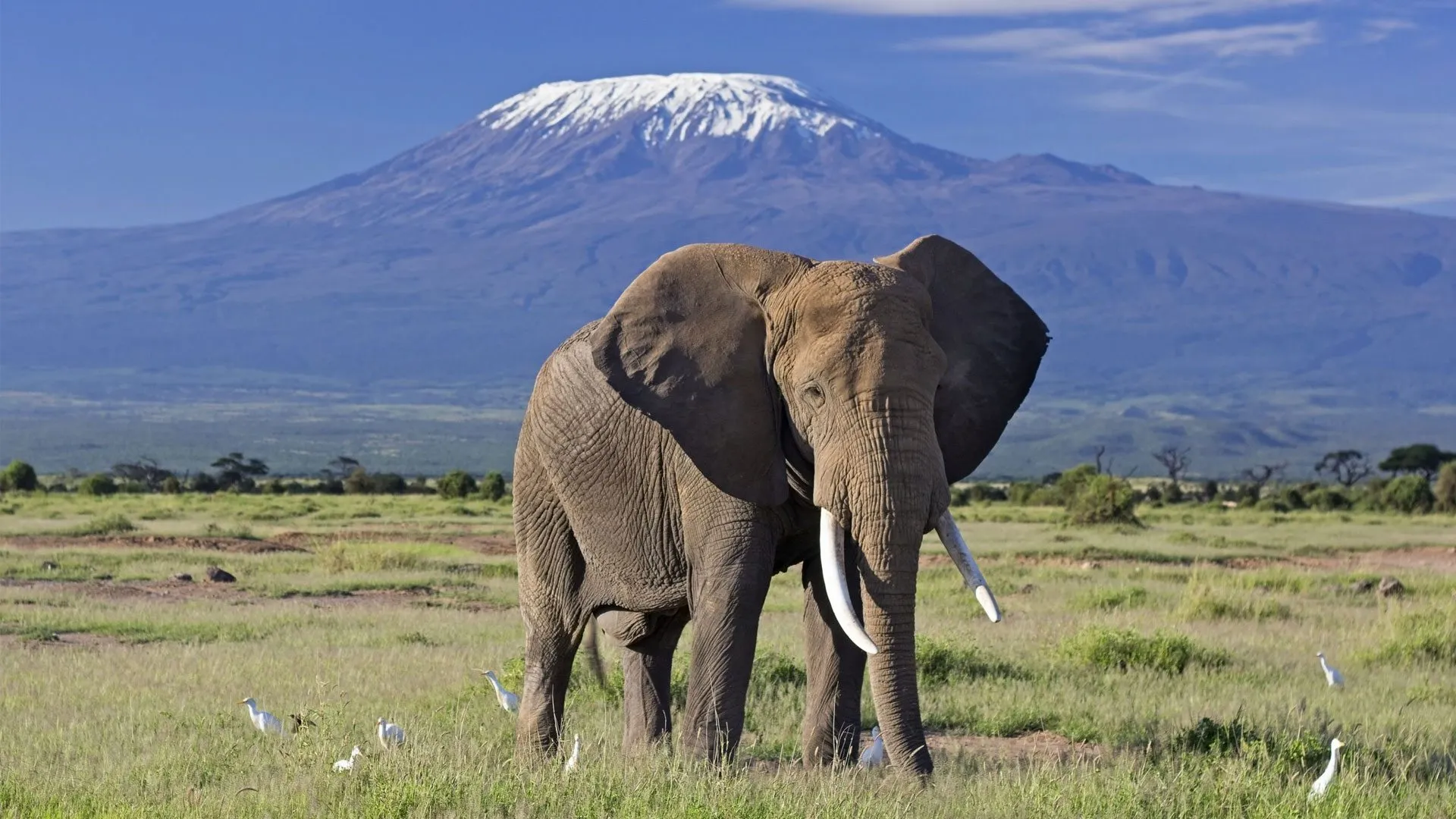 Elephant at Amboseli