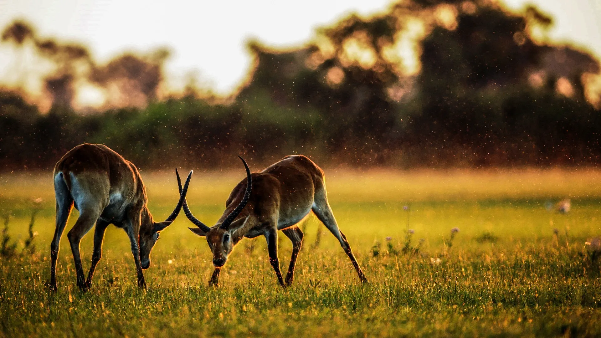 Antelopes - budget safari