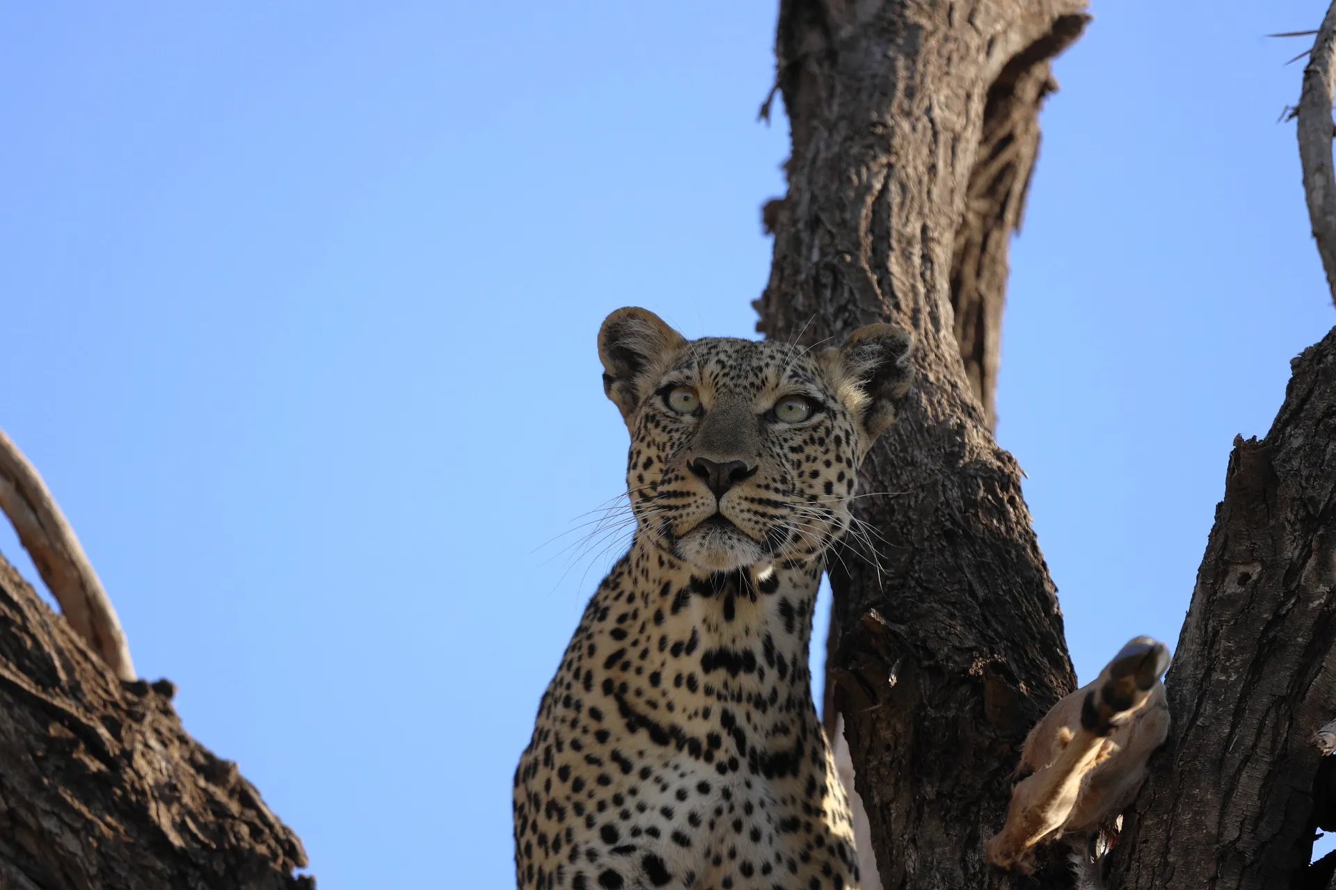 leopard on tree