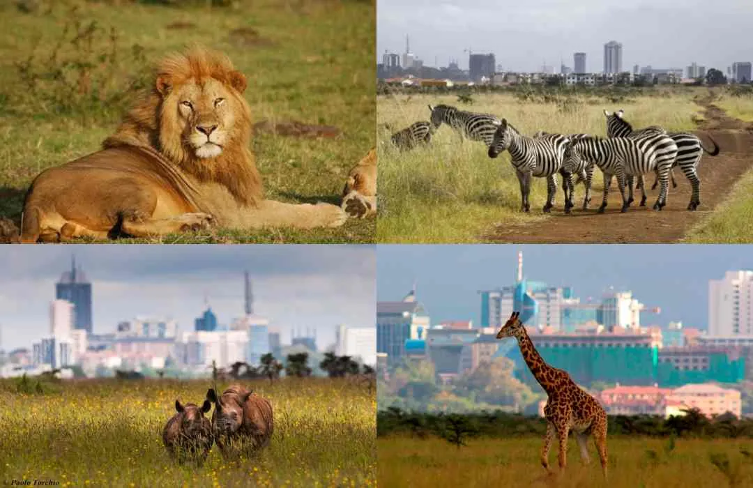 Safaris in kenya