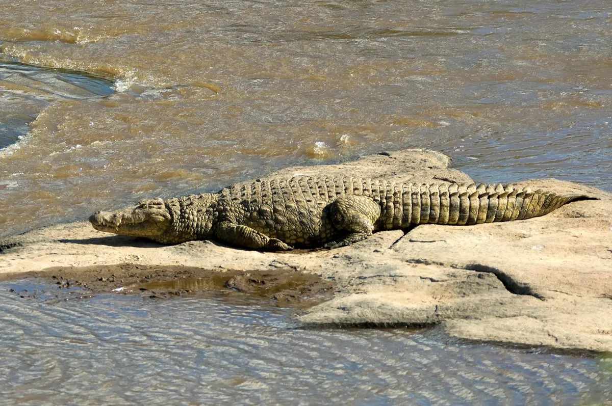 Great wildebeest tour - crocodiles