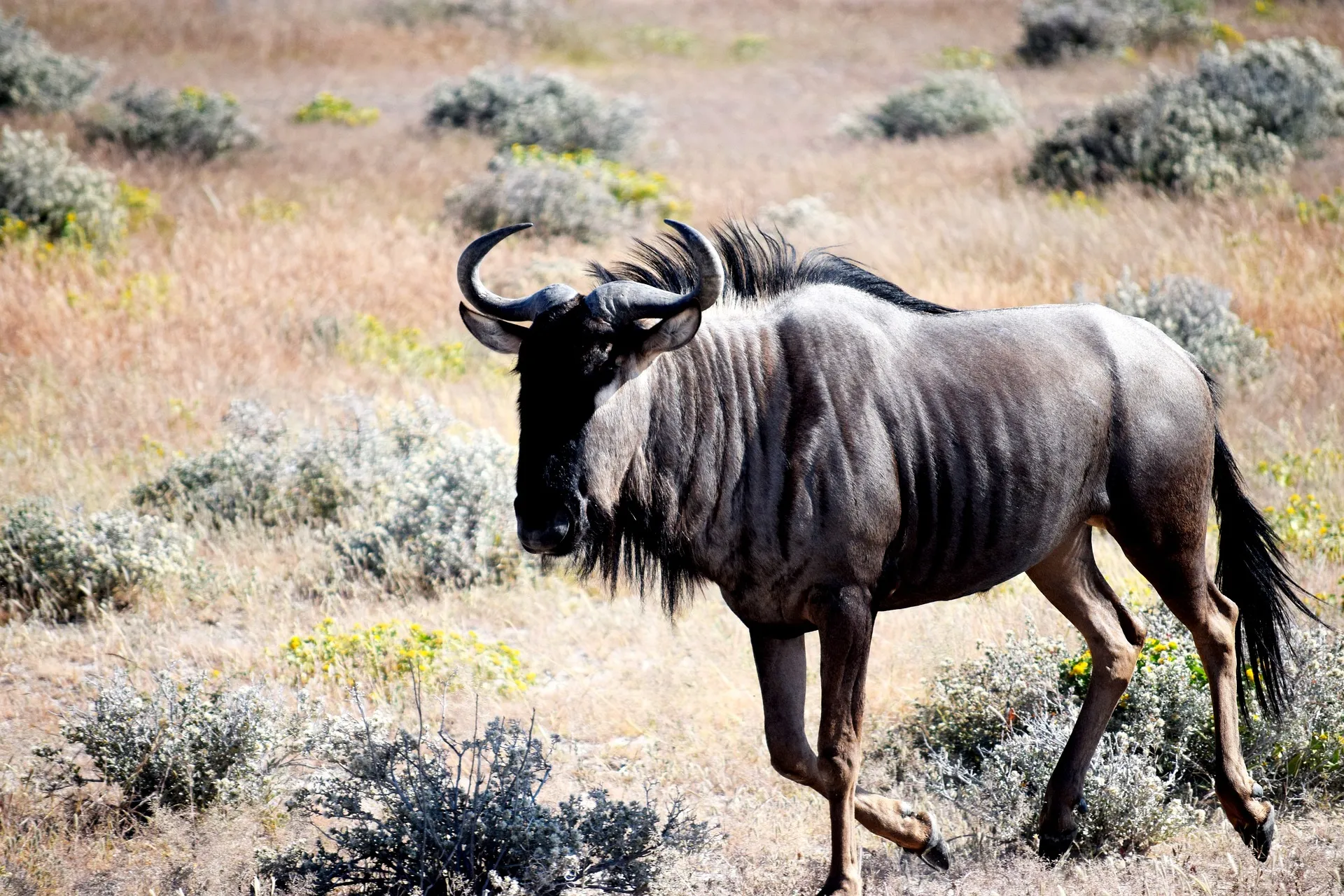 Wildebeest