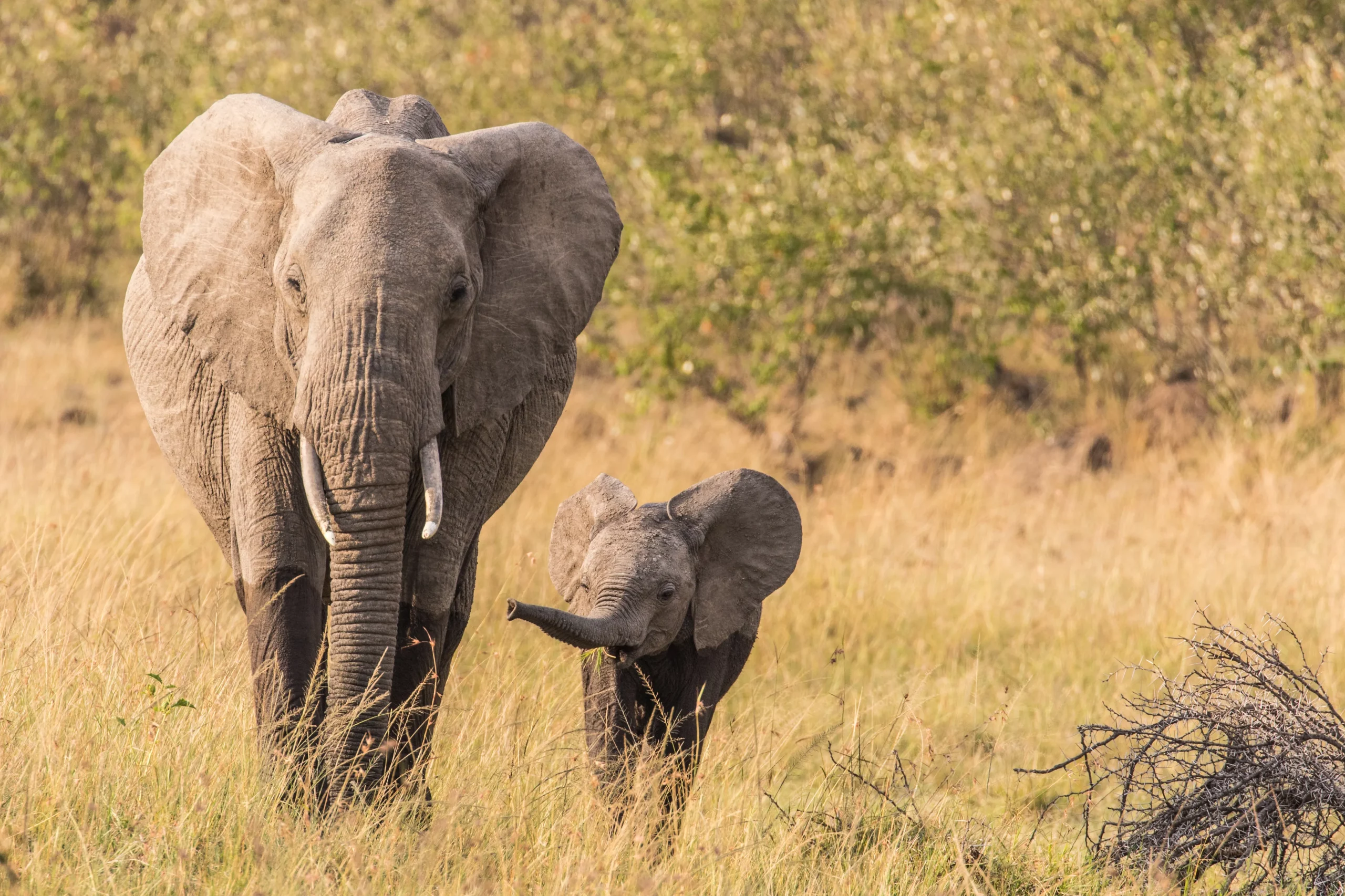 Elephant and baby