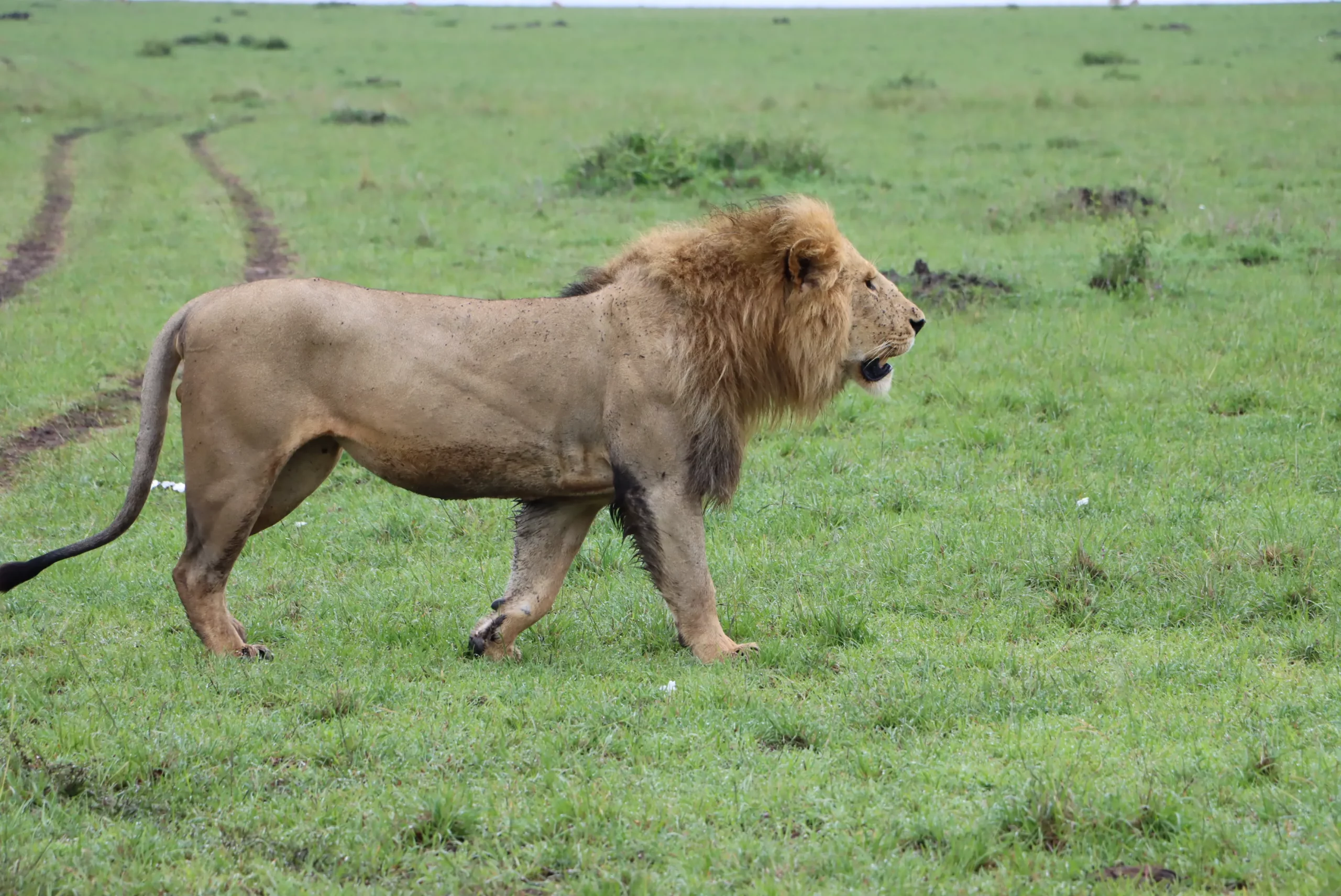 Lion at Masai Mara
