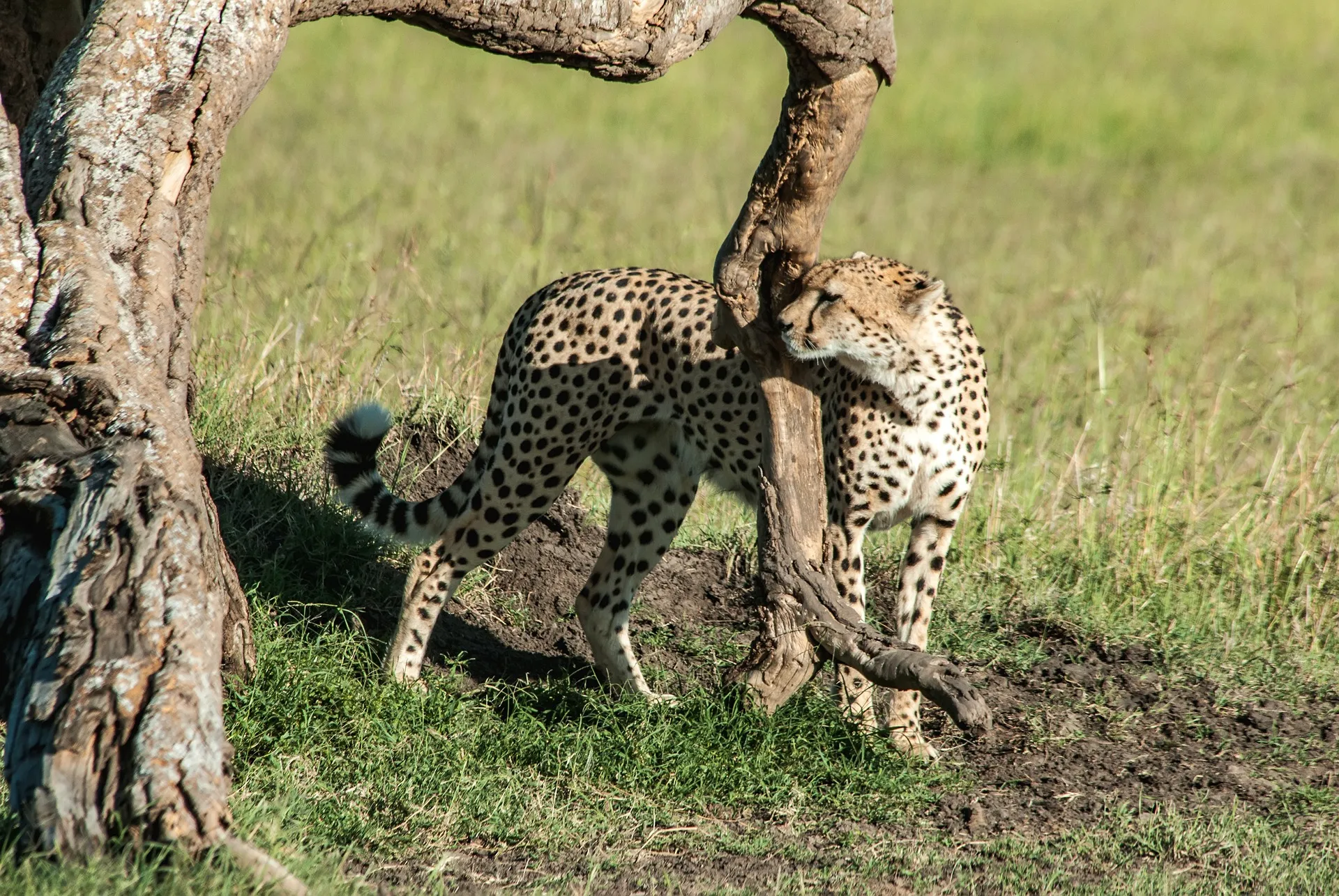 Cheetah at Maasai mara
