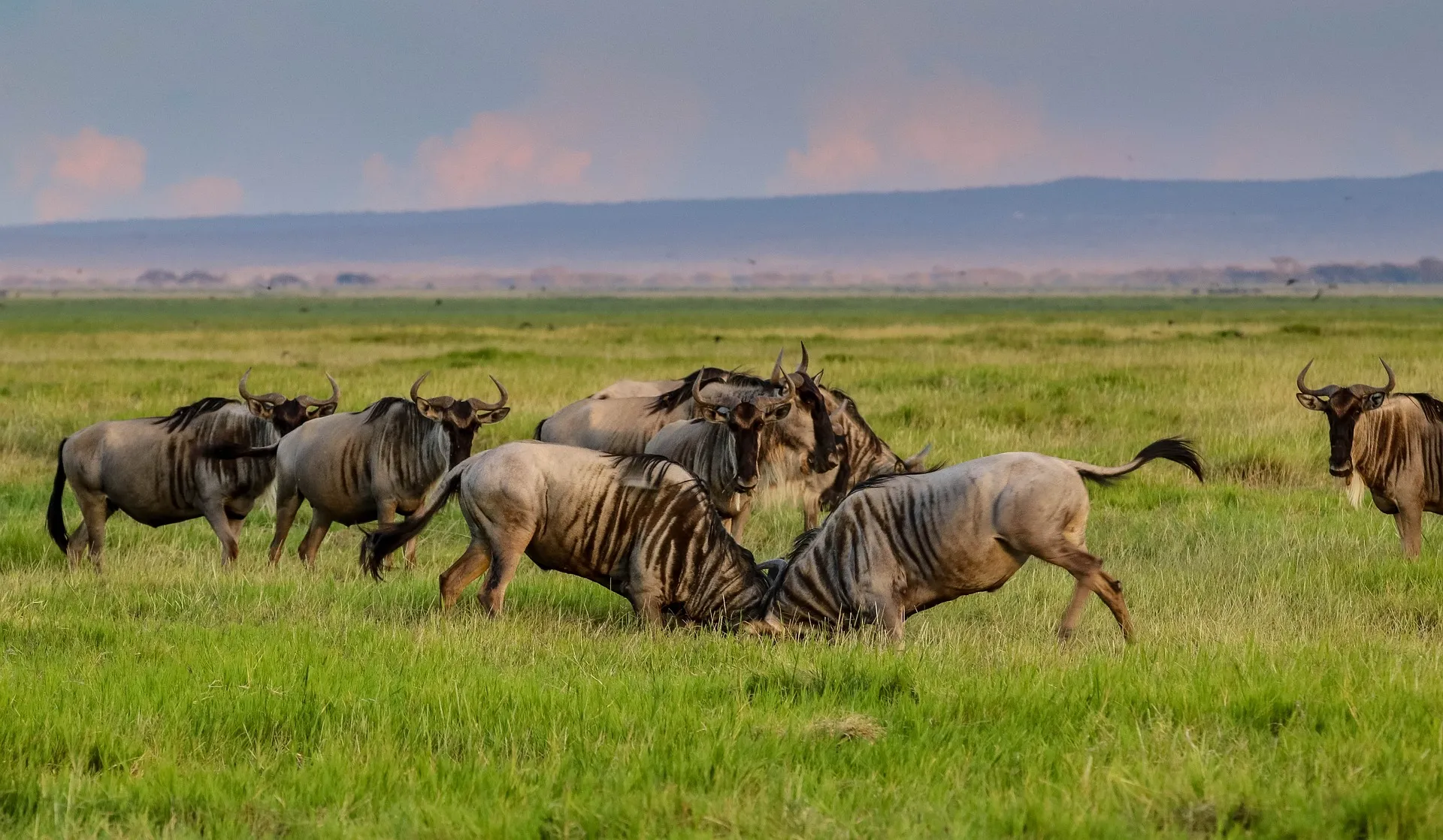 Wildebeest fighting