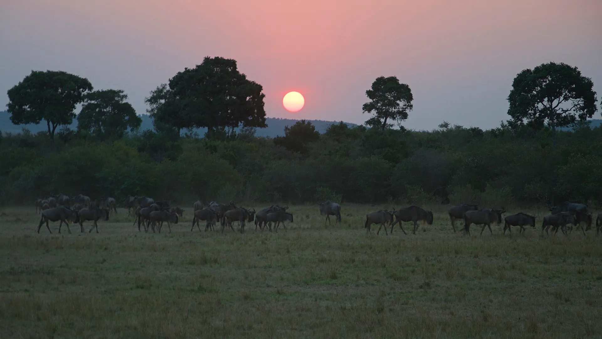 beautiful sunset at masai mara