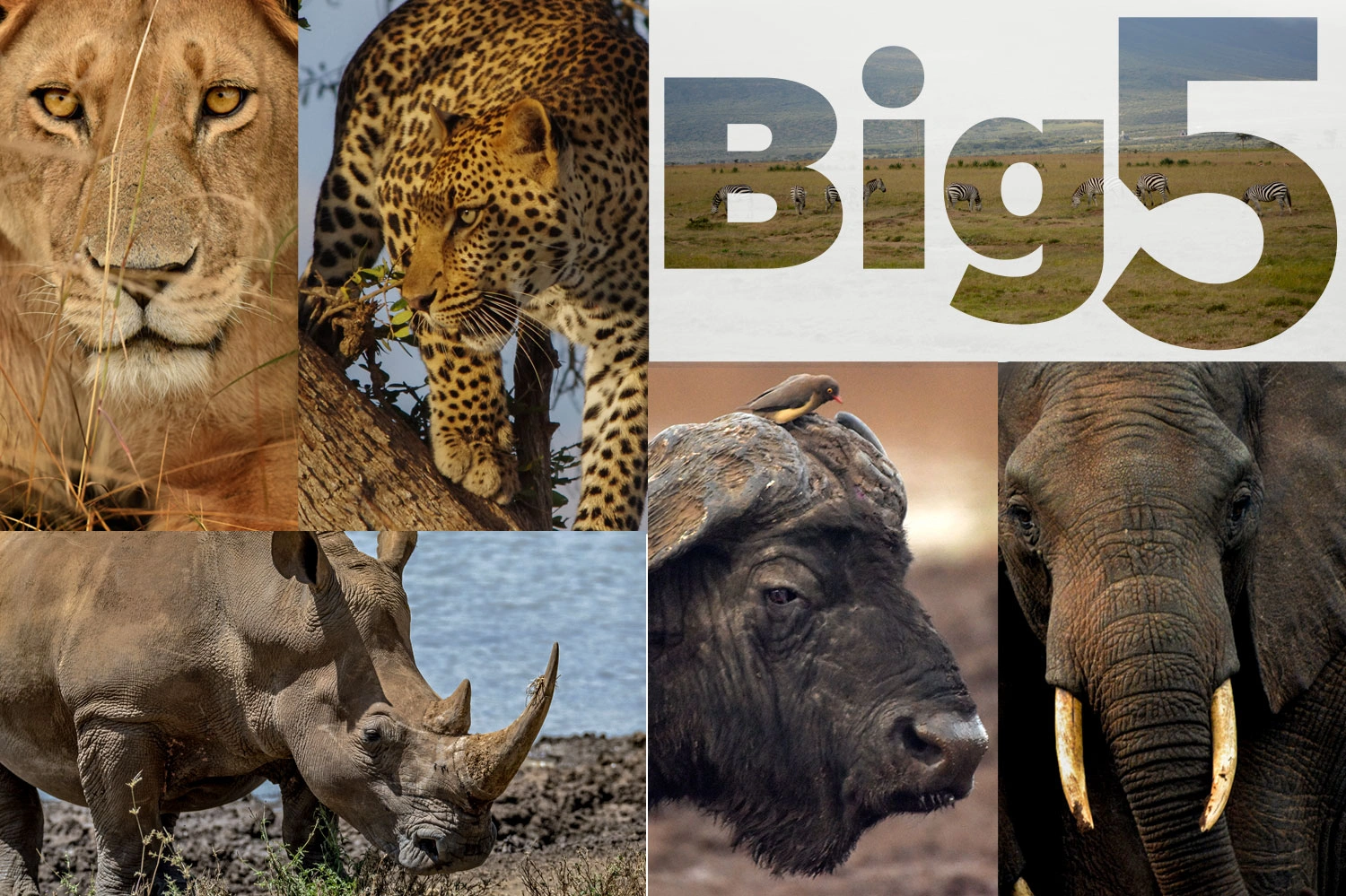 Kenya safari tours - big five