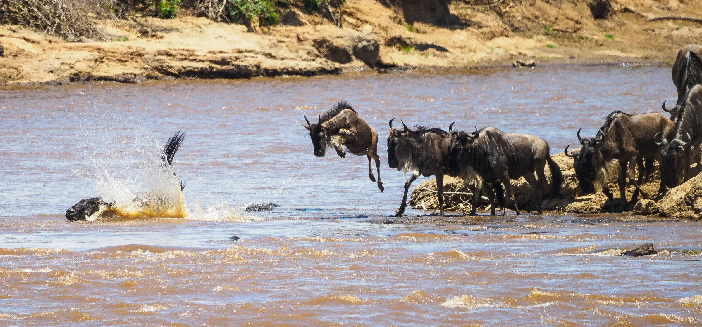 Great migration masai mara - wildebeest