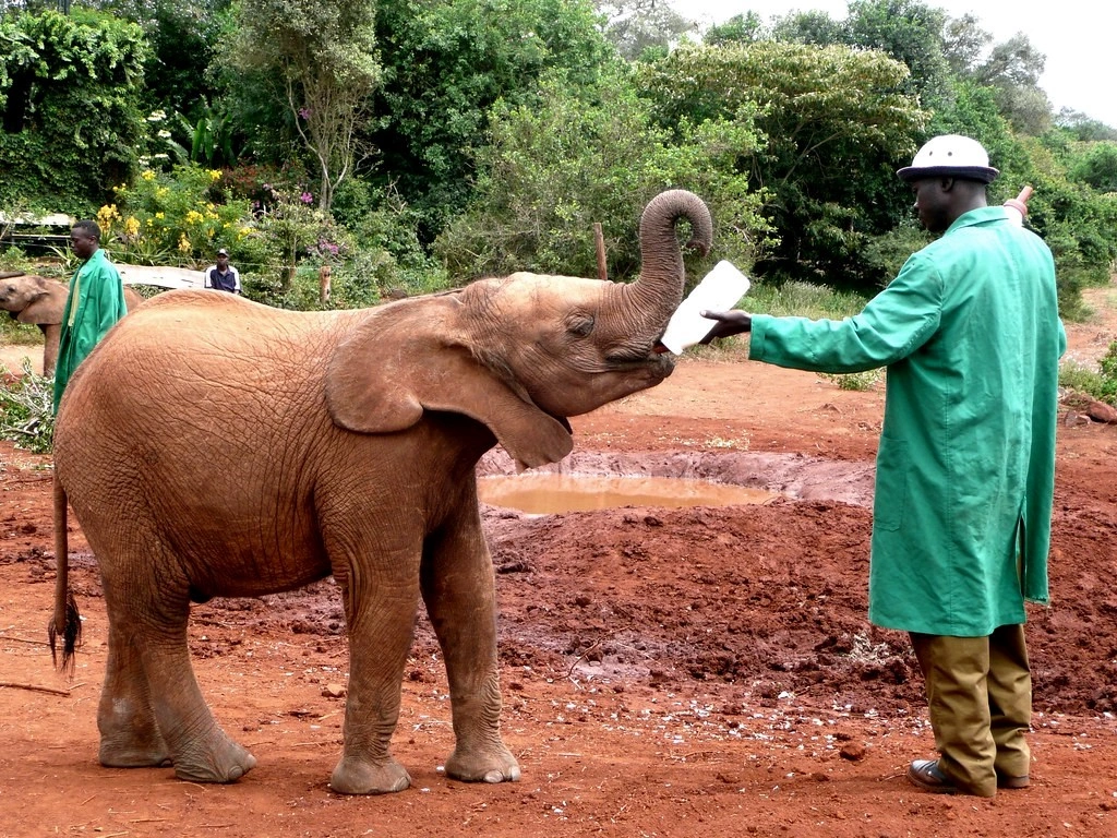 David sheldrick - kenya safari