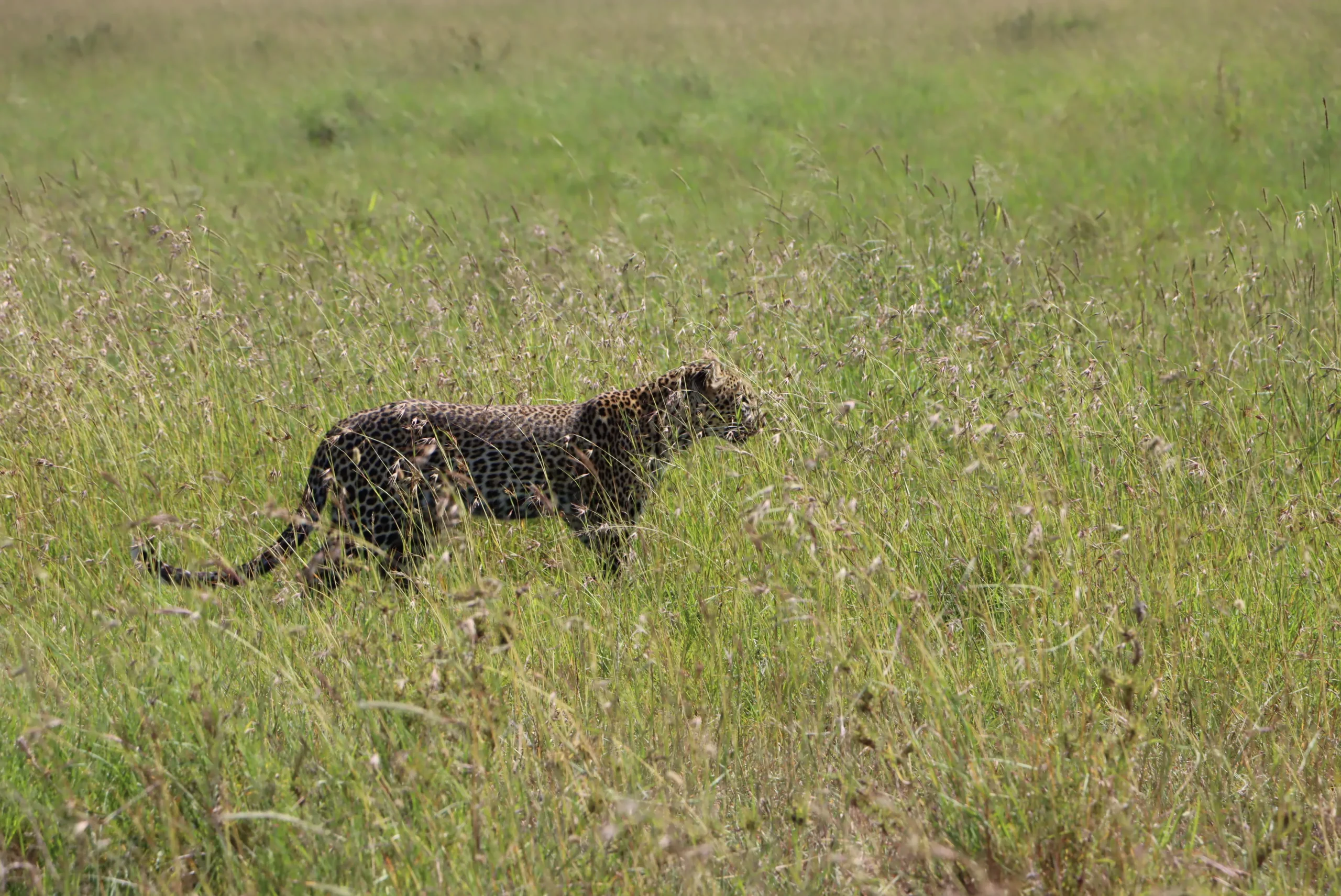 Leopard cub