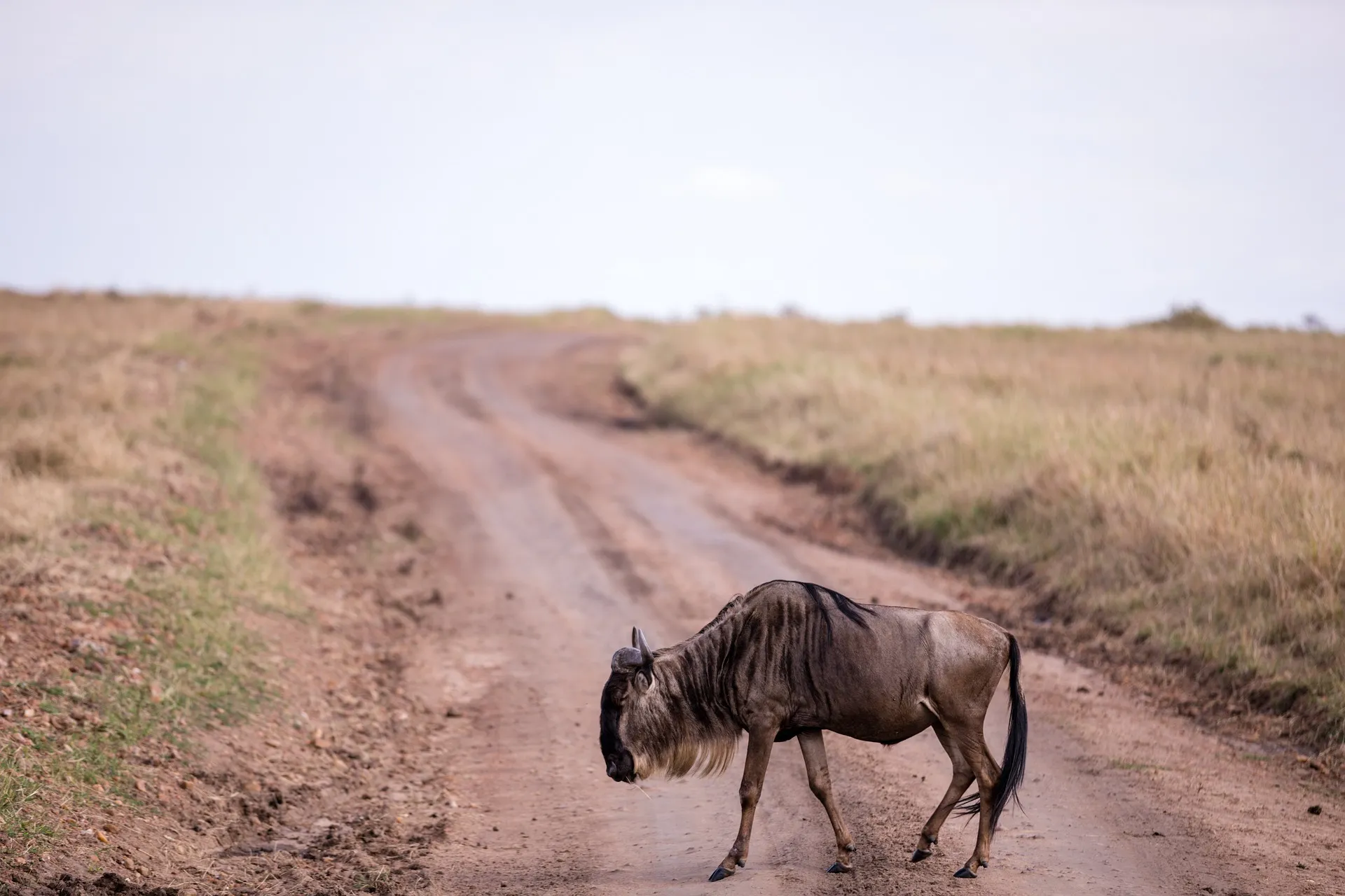 Great wildebeest migration
