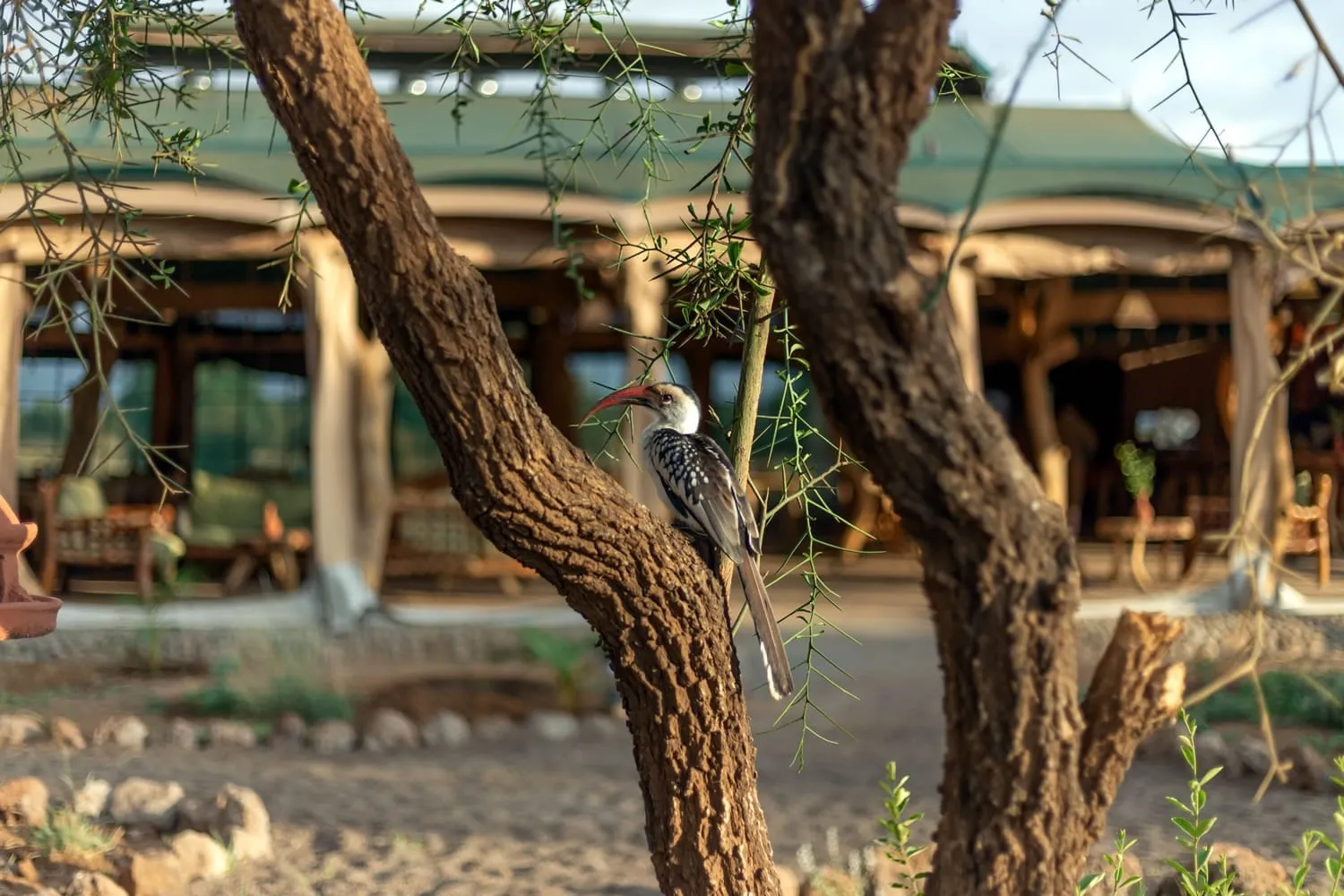 amboseli kenya