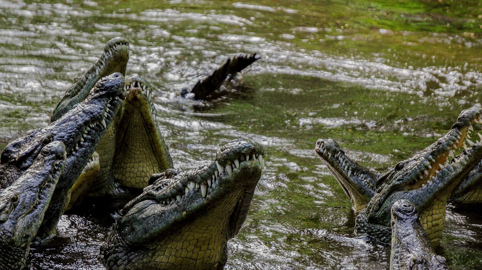 Crocodiles - safari from mombasa
