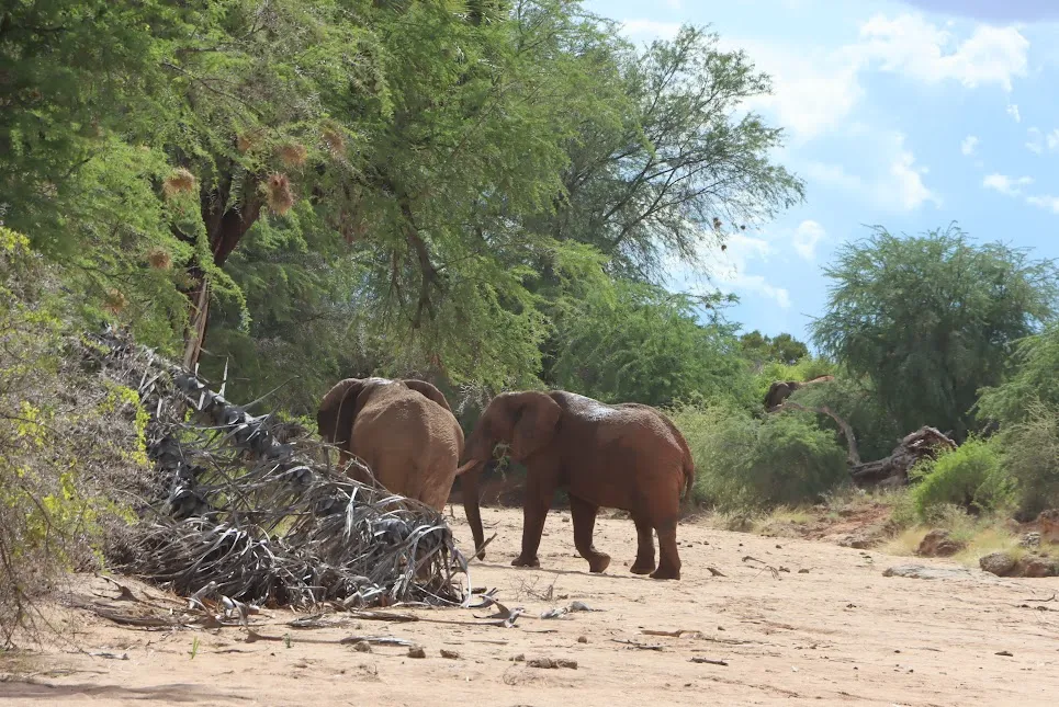 Private safaris - elephants