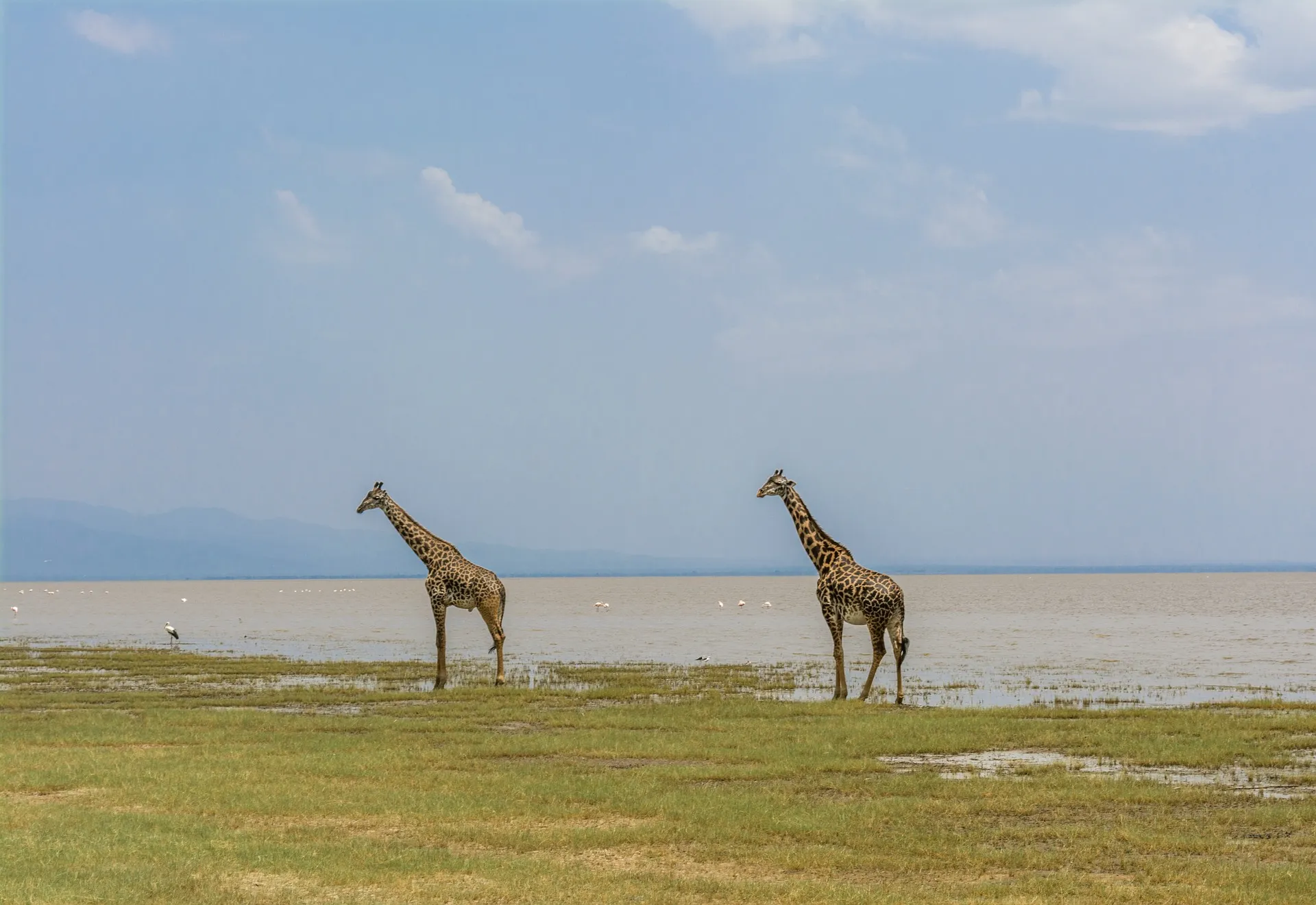 safaris kenya tanzania - giraffe