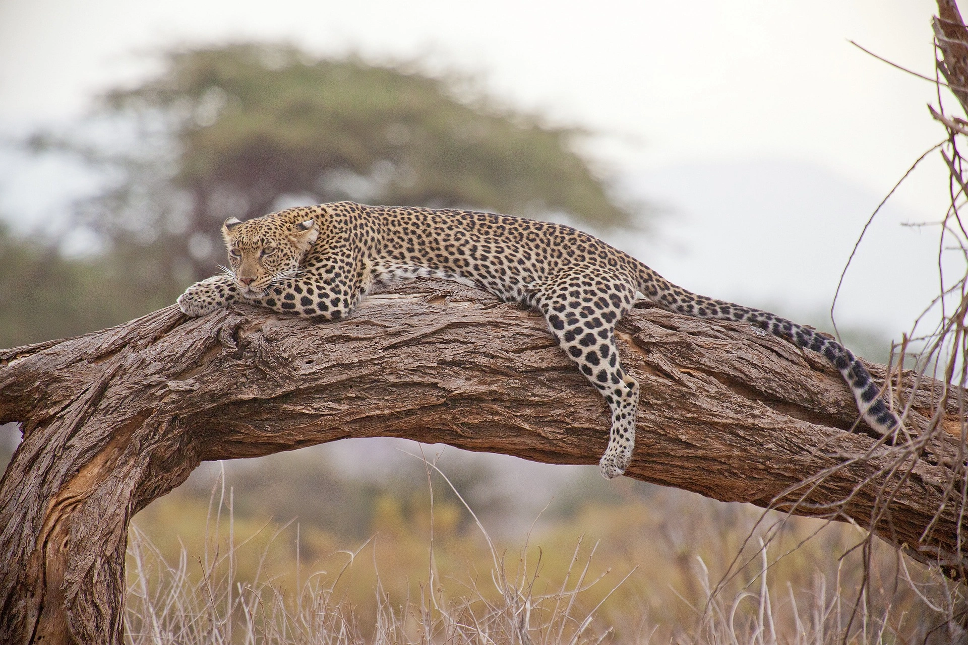 kenya safari package - Leopard