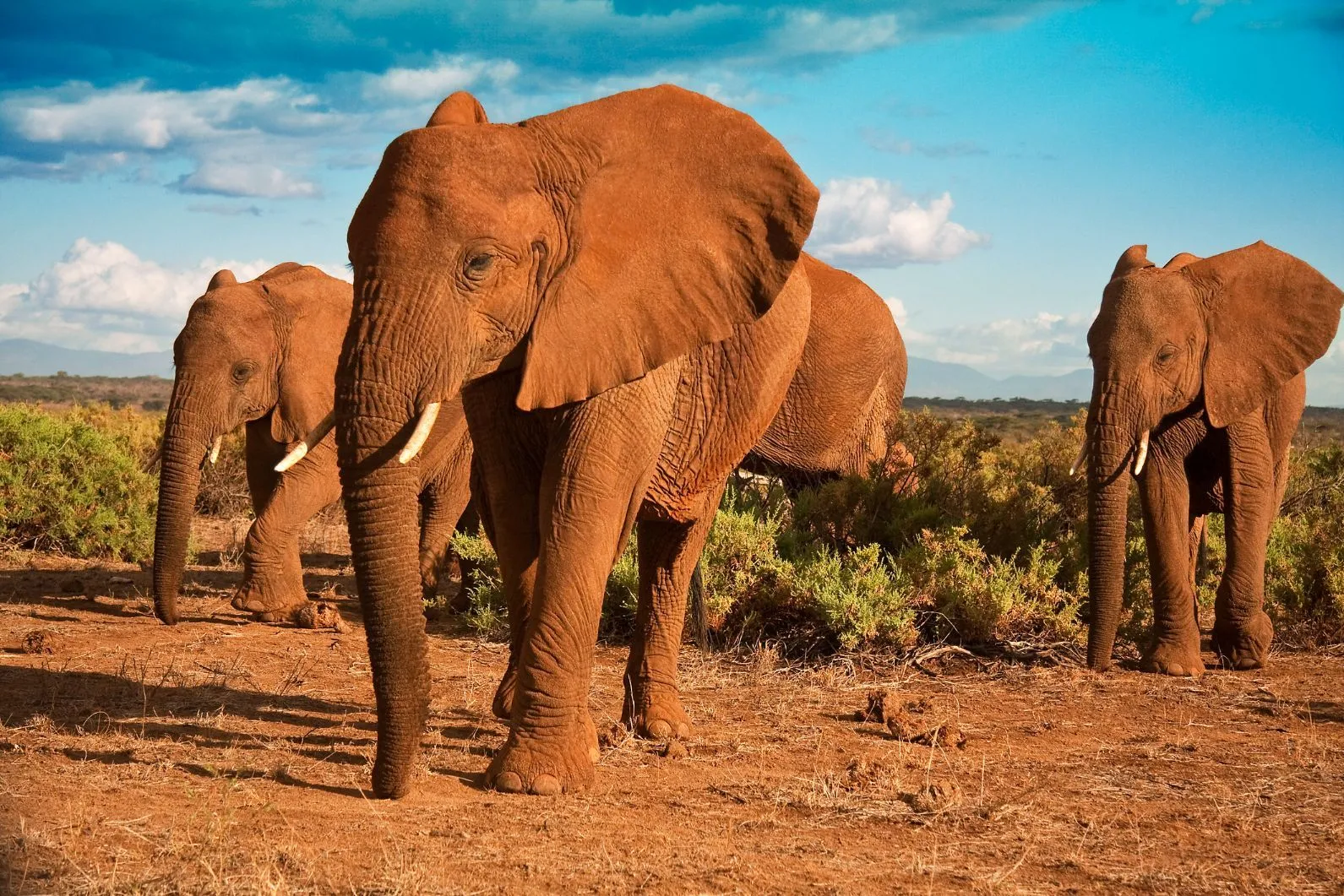tour safaris in Kenya - elephant