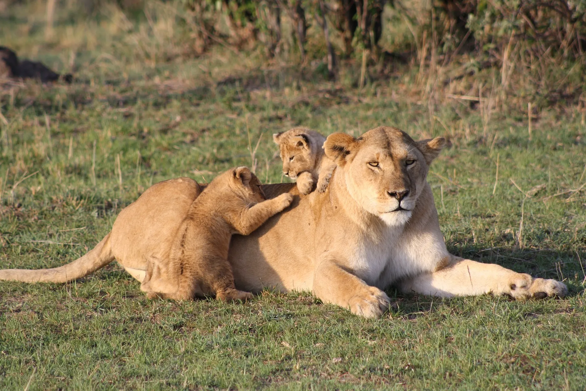 Maasai Mara safari - lion