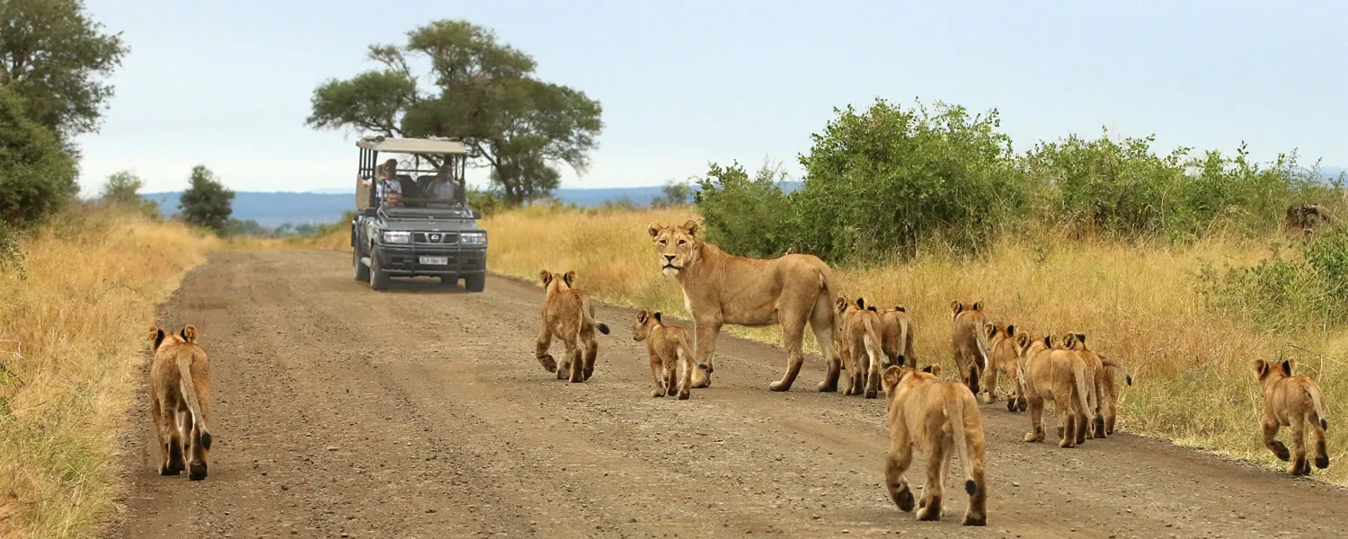 trip to Kenya - lions