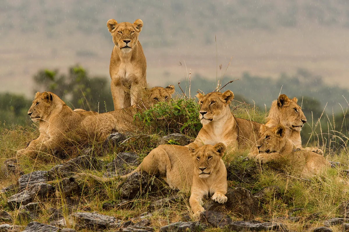 Lioness - kenya nairobi safari tours
