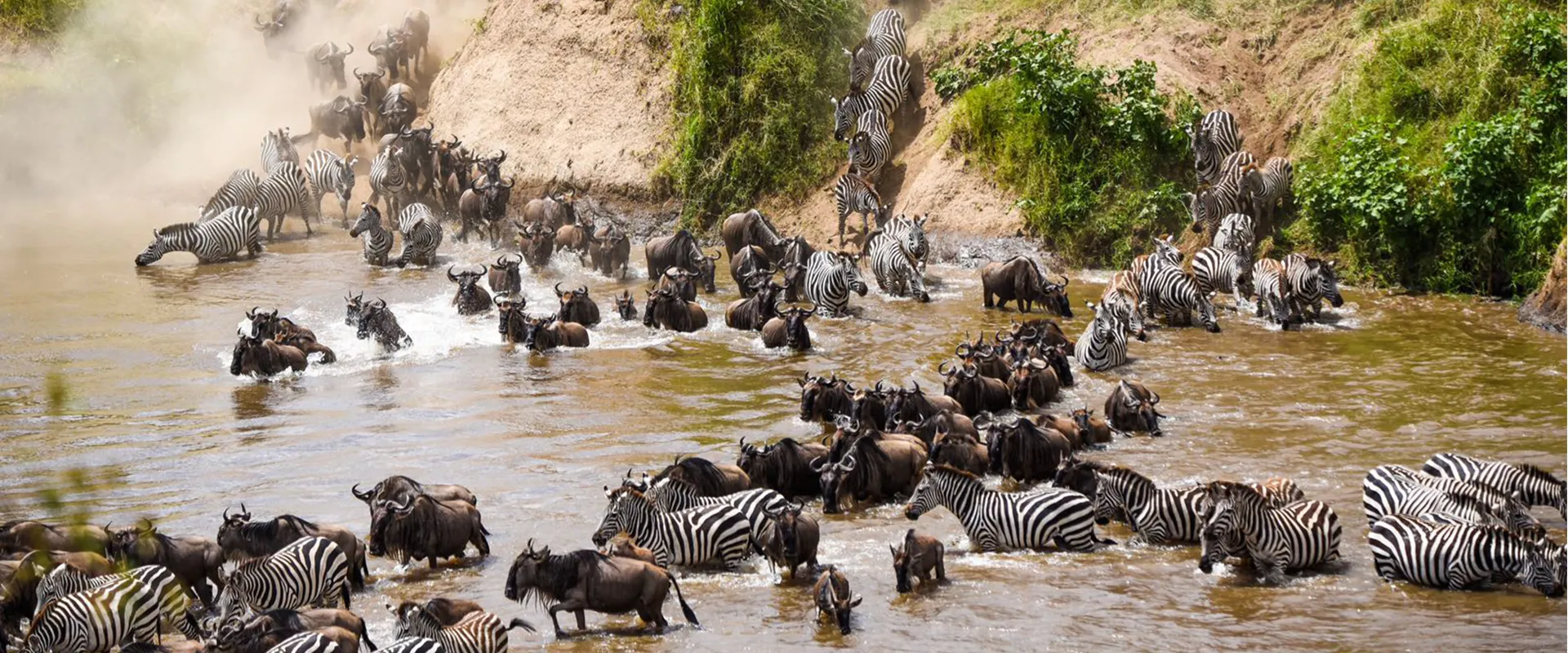 Great migration masai mara - wildebeest